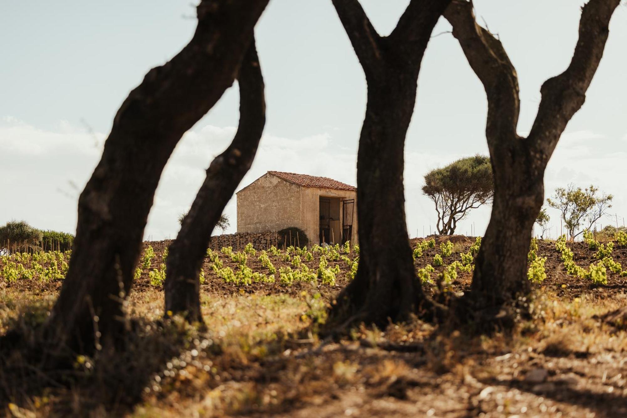 Nuali - Stazzo In Gallura Palau Esterno foto